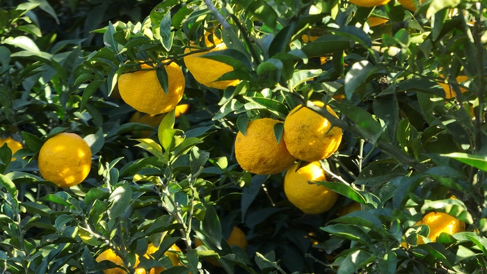 겨울에는 완도 유자 먹고 면역 UP! 올해 2천 톤 수확