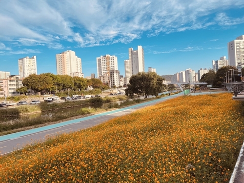 의정부시 신곡1동 중랑천 황화 코스모스 꽃길