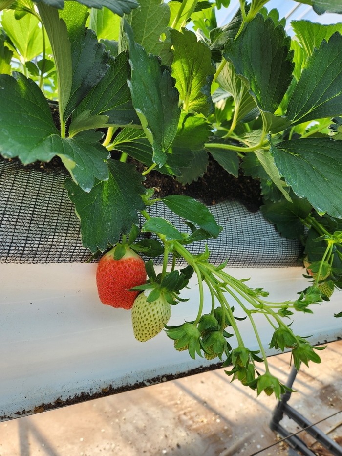 봉화 딸기, 12월 상순부터 시장 공급…당도·향미 우수