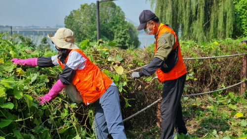 에코 볼런투어 참여 봉사자 고양특례시 소재 행주산성역사공원 수변길 유해식물 제거