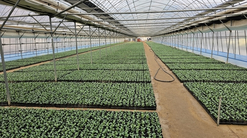 안양시 동안구 비산3동 꽃양묘장 맨발걷기길