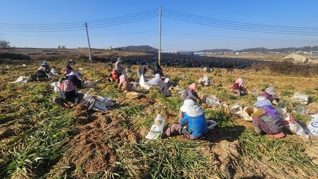익산푸드통합지원센터, 지역 농산물 '생강' 중국 수출길 올라
