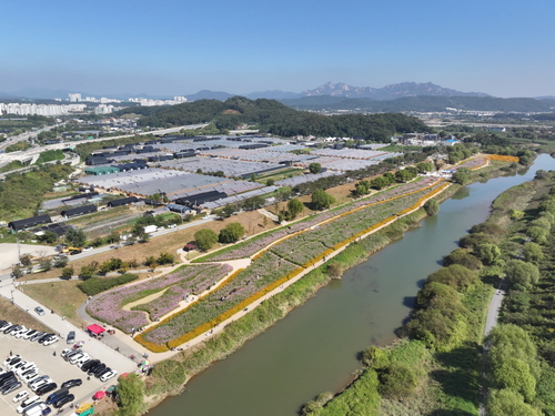 코스모스 축제가 열리는 창릉천 강매석교공원 일원