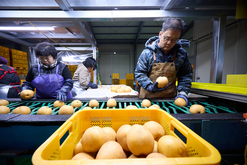 15일 양주시 배영농조합법인 선별작업장