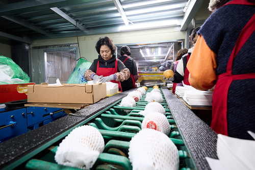 15일 양주시 배영농조합법인 선별작업장