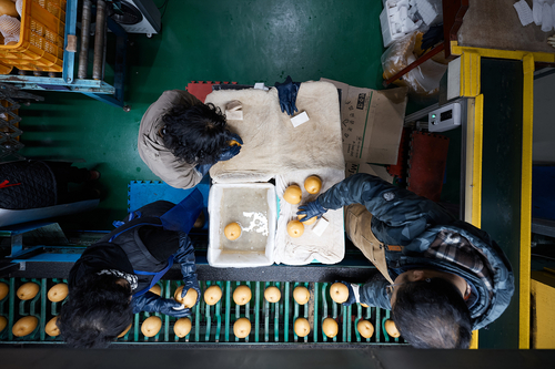 15일 양주시 배영농조합법인 선별작업장