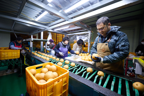 15일 양주시 배영농조합법인 선별작업장
