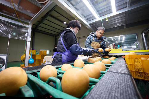 15일 양주시 배영농조합법인 선별작업장