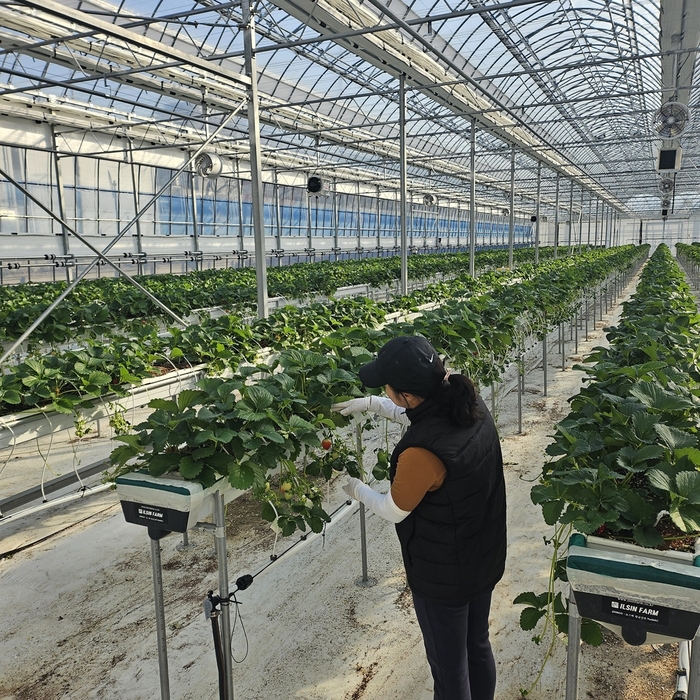진도군, '청년농 경영실습 임대농장' 딸기 수확 본격화