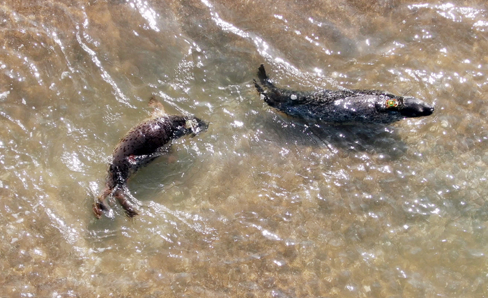 가로림만의 상징 '점박이물범' 지킨다…충남, 2030년까지 230억 투입