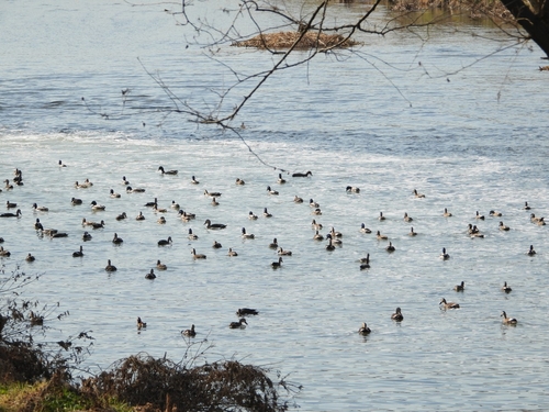 12월19일 안양시 석수동 소재 안양천생태야기관 주변 겨울철새