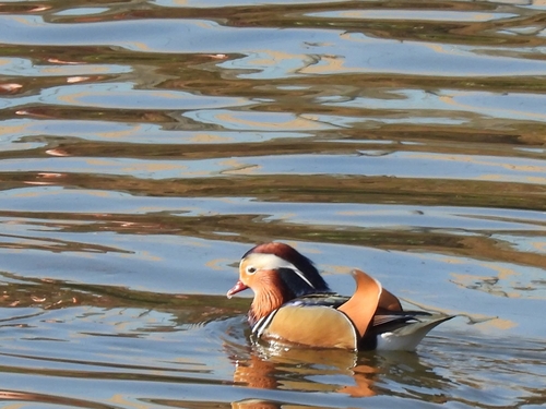 12월19일 안양시 석수동 소재 안양천생태야기관 주변 원앙
