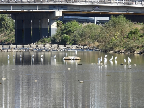 12월19일 안양시 석수동 소재 안양천생태야기관 주변 중대백로