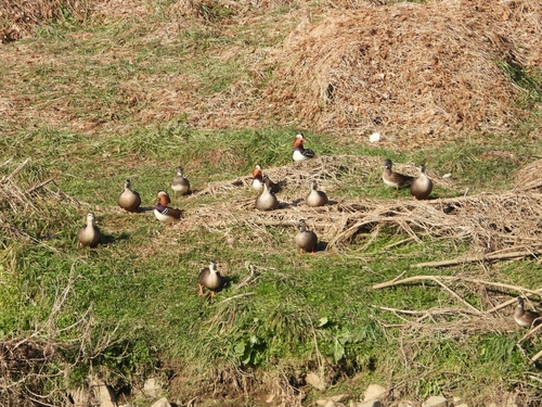 12월19일 안양시 석수동 소재 안양천생태야기관 주변 원앙-흰뺨검둥오리