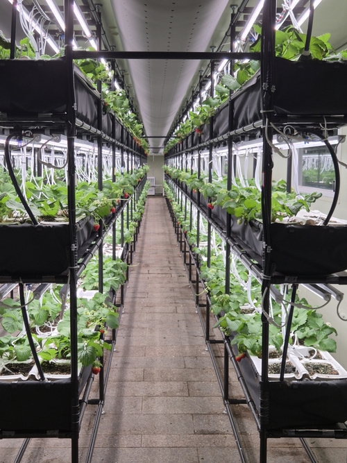 고양특례시 마두 지하보도에 조성된 스마트팜