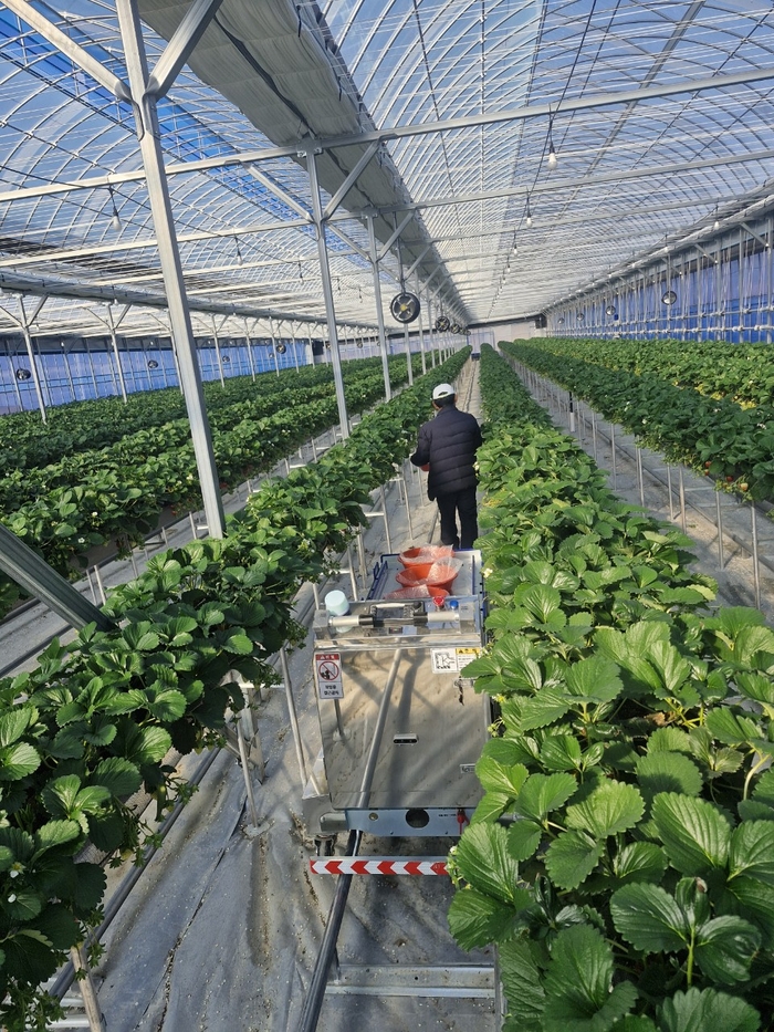 예천군, 딸기 농가에 스마트 운반 로봇 도입