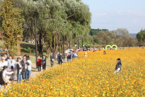 2025년 창릉천 코스모스 축제