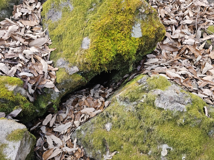 의성군 빙계계곡, '온혈·빙혈 공존' 복합 미기후 지형 확인