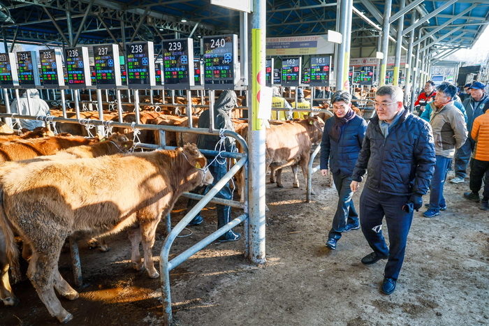 예천가축경매시장, 활발한 거래로 축산 농가에 숨통