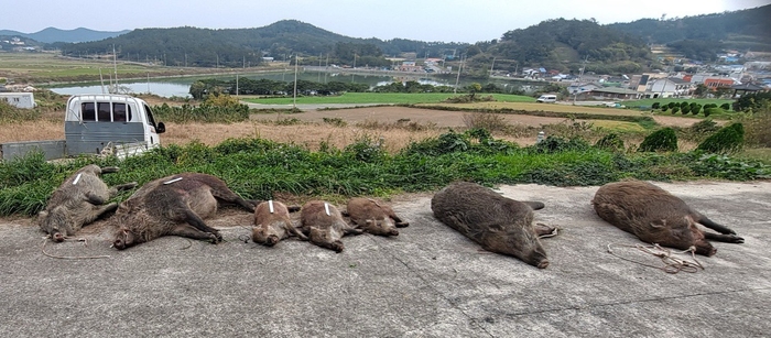 진도군, 야생멧돼지 등 퇴치를 위한 '유해야생동물 피해방지단' 운영