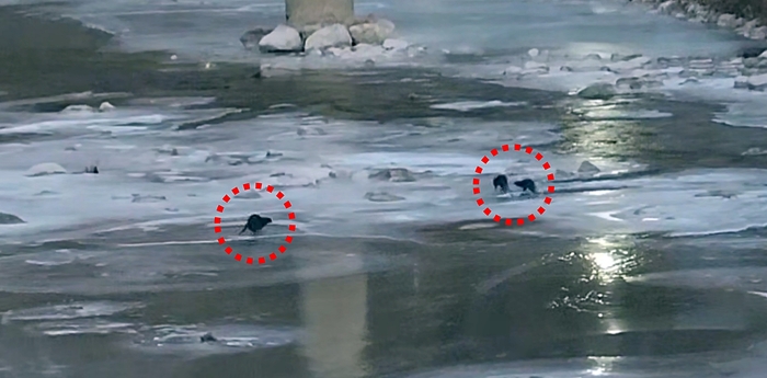 영풍 석포제련소 앞 하천서 수달 3마리 포착