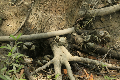 고양장항습지 말똥게와 버드나무