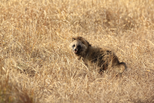고양장항습지에 살고 있는 너구리