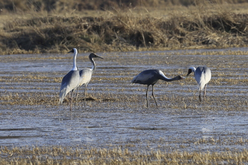 새끼에게 먹이를 먹이는 재두루미 가족
