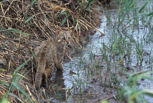 고양장항습지 최상위 포식자 삵