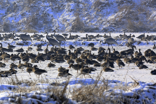 고양장항습지에서 겨우살이 하는 재두루미와 기러기