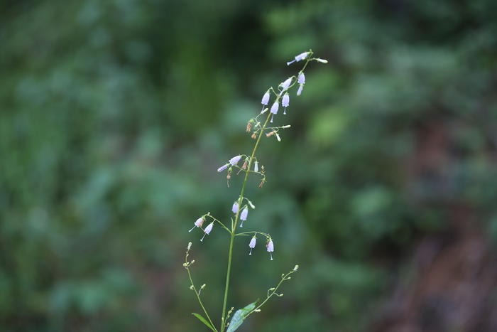 국립백두대간수목원, 초롱꽃 등 자생식물 5종 발아 조건 과학적 규명