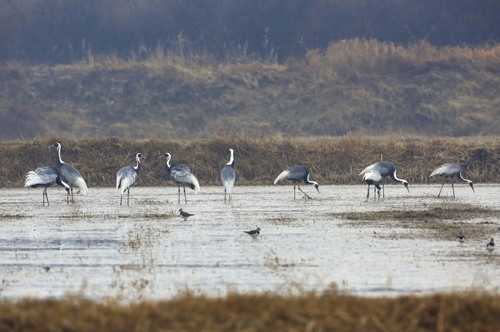 무논(물고인 논)에서 먹이 찾는 재두루미