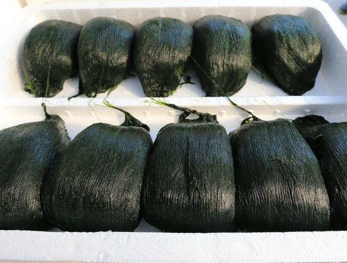 유자, 김, 굴, 매생이, 삼치 등 다섯 가지 겨울 별미 선정