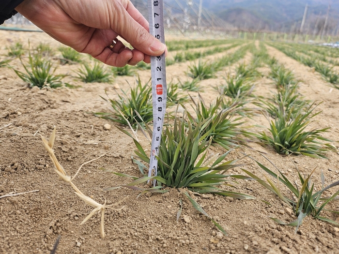 군위군, 트리티케일 실증시험으로 조사료 자급률 제고 모색