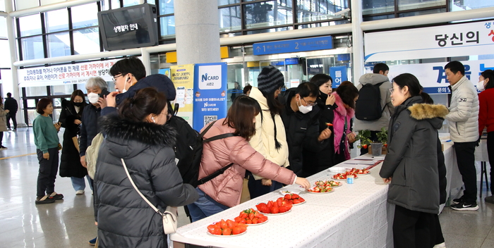 경북 딸기 신품종 '비타킹' 소비자 만난다