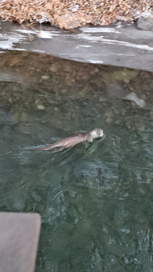 군포시 반월호수에 멸종위기 야생생물 1급이자 천연기념물인 수달 출현