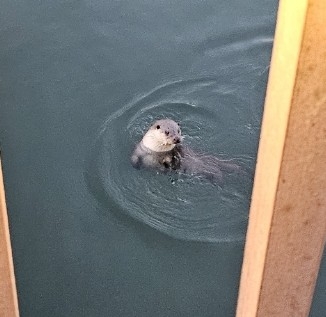 군포시 반월호수에 멸종위기 야생생물 1급이자 천연기념물인 수달 출현