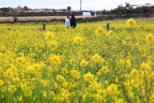 6일 오전 제주 서귀포시 성산읍 고성리를 찾은 관광객이 노랗게 물든 유채밭을 둘러보고 있다