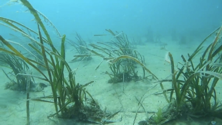완도군, 기후변화 대응 '블루카본 잘피 숲' 조성