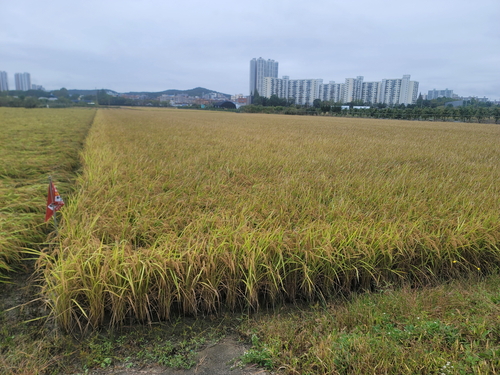 안산 참드림 쌀