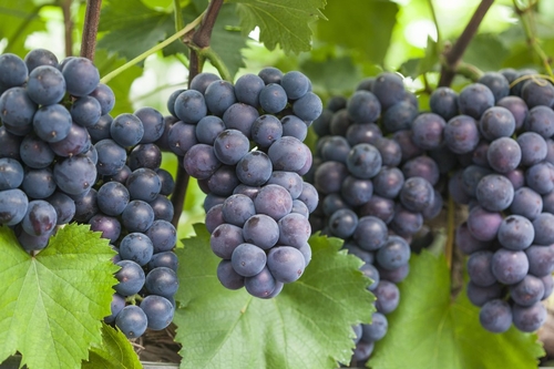 안산 대부 포도