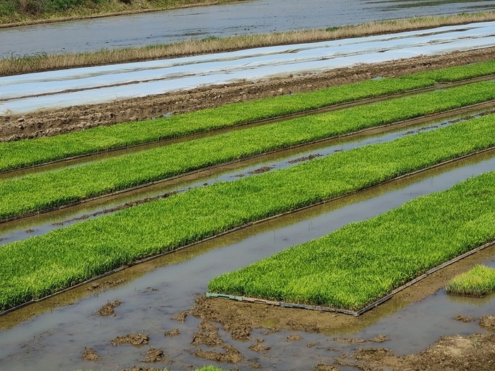 익산시, 벼농사 첫걸음... 병해충 사전 차단 나서