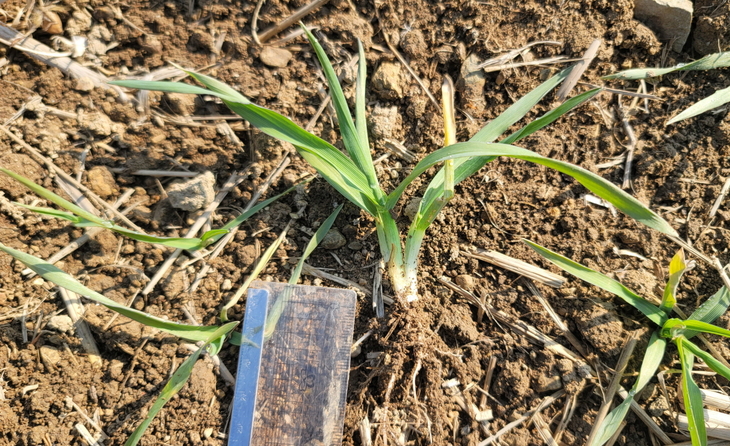 진도군, 맥류 생육재생기에 웃거름 실천 당부