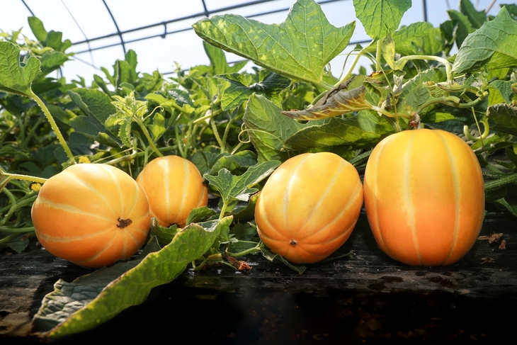 예천참외, 이상기후 딛고 출하 본격화