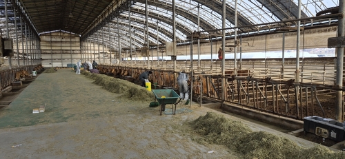 고양특례시 구제역 발생 농가 현장