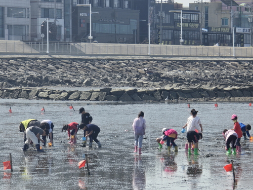 시흥시 오이도 어촌체험휴양마을 갯벌체험 현장