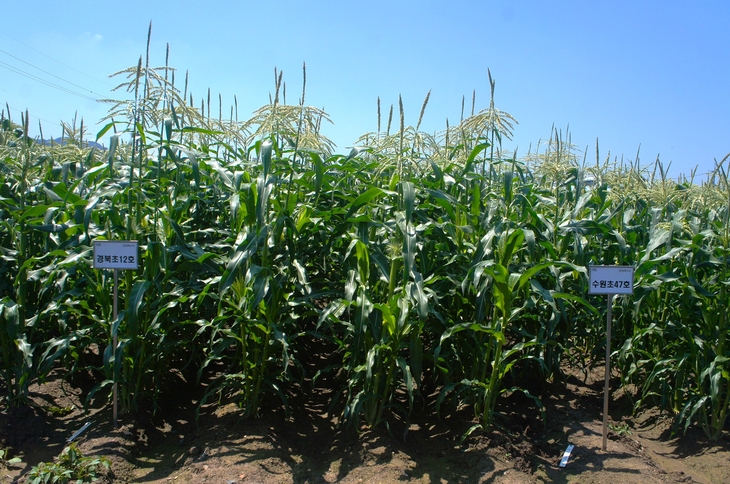 경북농업기술원, 초당옥수수 신품종 '청밀옥' 개발