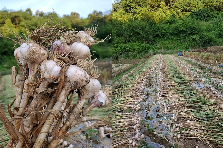 지역 농업의 가능성을 보여주는 사례