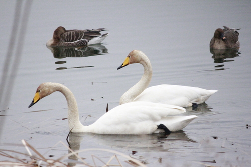 의왕시 조류생태과학관 관찰 겨울철새 큰고니-백조