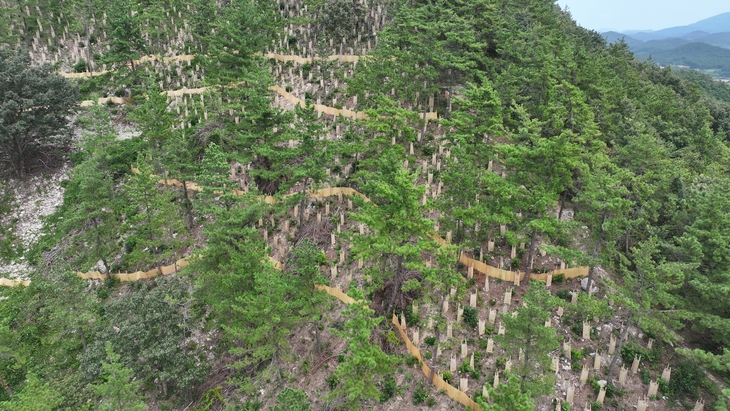 완도군, 조림 사업 착수 '탄소흡수원 확대한다!'